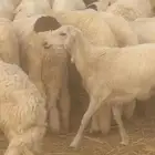 اضاحي عيد الحج للبيع