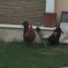 ديك واربع دجاج