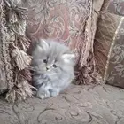 قطط سكوتش فولد كتين عمر 55 يوم