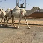 القصيم