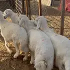 سواكن مرابي علف نظيف ولحم