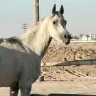 حصان مكس جمال تشبيه لوجه الله