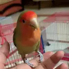 روز
