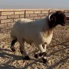 جذع ادبس صنف فحل غنم نعيمي