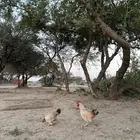 دجاج قزمي للبيع