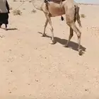 رحول طوع شرط
