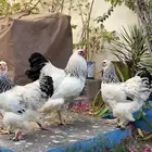 دجاج براهما