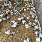 حمام سيلفر سوبر جامبو زغاليل