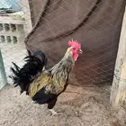ديك بلدي