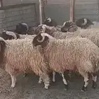 ذبايح نعمي