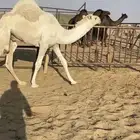 قعدان وبكار للبيع كايفه فل مغلقه التواصل اتصال