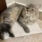 قطه للتبني العمر 3 سنوات حاصله على جميع التطعيمات