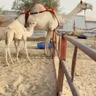 خلفه نوعيه تحتها بكره للبيع هجن