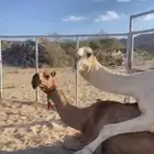 ناقه حمرا كفو