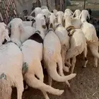 سواكن طيبه