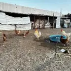 دجاج