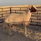 جذع صنف فحل غنم نعيم