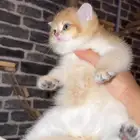 سكوتش مستويات ابطال