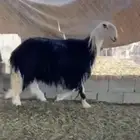 فحل نجدي كفو