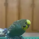 طيور بادجي