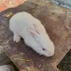 ارانب فرنسي