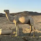 جمل