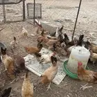 نعرض لكم دجاج بلدي عمر 4 شهور