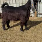 للبيع معزااء عوارض مقاني طيبه