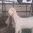 تيس فحل طيب