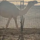 قعود اشقح.