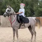 حصان شعبي فاخر وكفو