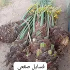 نخيل للبيع بجميع انواعه ومقاساته المختلفه