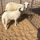 شاه حريه رغوث