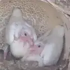 حمام فرنسي سوبر جانبو ابيض
