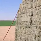 برسيم بسيطه شد ممتاز 22 كيلو تقريبا