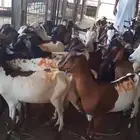 تيوس برابر