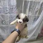 كلاب مالتيز للبيع في البحرين