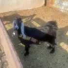 ذبائح مع التوصيل حري