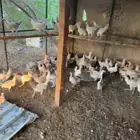 دجاج فيومي قوالد عمر ثلاث شهور