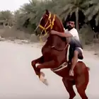 خيل واهو