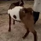 تيس مشروك عمر خمس شهور
