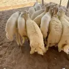 يوجد لدينا ذبايح حري للبيع مع الذبح والتوصيل