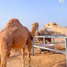 قعدان مشاريع فحول