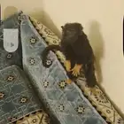 جوز المارموزيت