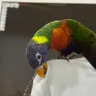 لوري