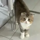 قطه سكوتش للتبني الطائف