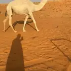 بكرة وضحا كفو للبيع