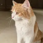 قطط تبني