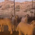 بهم تربيه