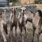 بيع حشوان 5 اربع بكار وقعود الموقع تهامه شهران